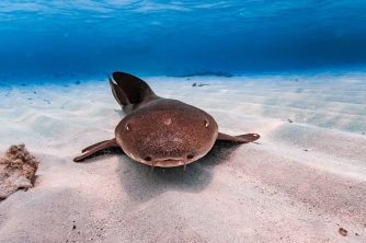 Roatan Nurse Shark Snorkeling Tour with Lunch